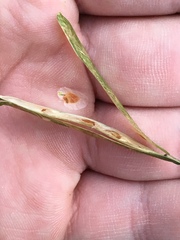 Boechera platysperma