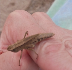 Chloealtis conspersa