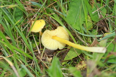 Hygrocybe