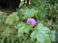 Malva sylvestris