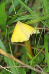 Hygrocybe