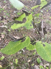 Populus grandidentata