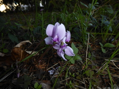 Cyclamen hederifolium