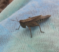 Chloealtis conspersa