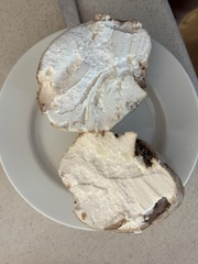 Calvatia craniiformis