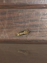 Scrobipalpa costella