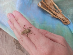 Chloealtis conspersa