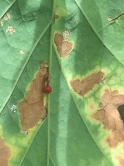 Neuroterus anthracinus