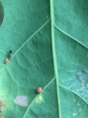 Neuroterus anthracinus