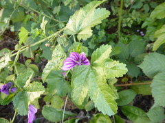 Malva sylvestris