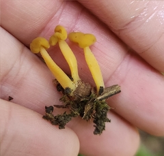 Leotiomycetes