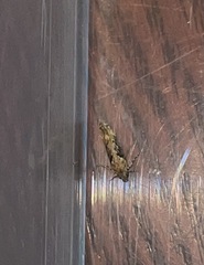 Scrobipalpa costella