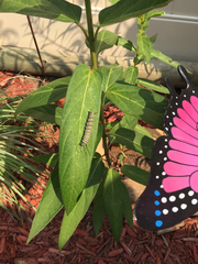 Danaus plexippus