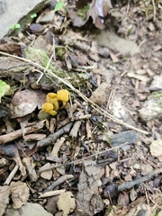 Leotiomycetes