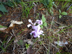 Cyclamen hederifolium