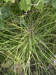 Equisetum pratense