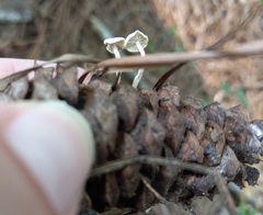Baeospora