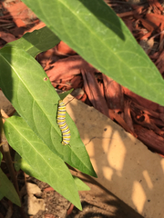 Danaus plexippus