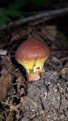 Suillus clintonianus