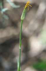 Tragopogon orientalis