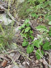 Matelea edwardsensis