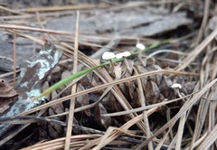 Baeospora