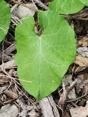 Matelea edwardsensis