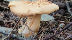 Hydnum umbilicatum