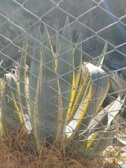Agave americana