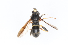 Spilomyia sayi