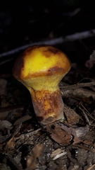 Suillus clintonianus