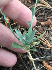 Boechera platysperma