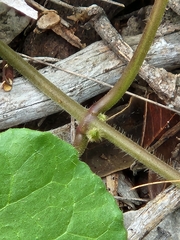 Matelea edwardsensis