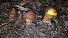 Suillus clintonianus