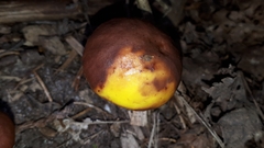 Suillus clintonianus