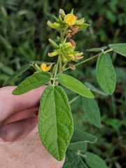 Rhynchosia tomentosa