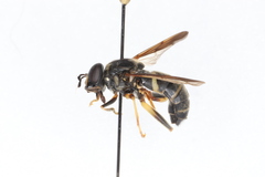 Spilomyia sayi
