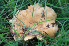 Lactarius acerrimus