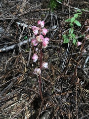 Pyrola aphylla