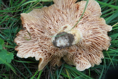 Lactarius acerrimus