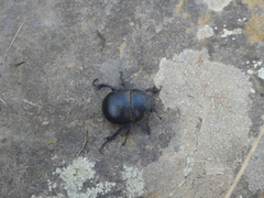 Thorectes intermedius