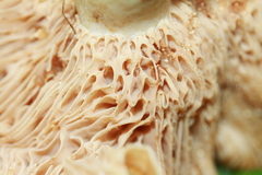 Lactarius acerrimus