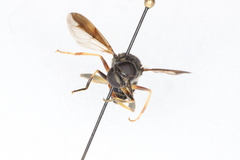 Spilomyia sayi