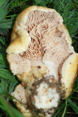Lactarius acerrimus
