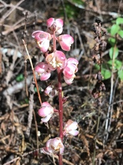 Pyrola aphylla