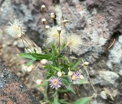 Erigeron acris podolicus