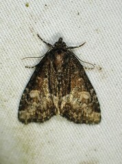 Neoligia subjuncta