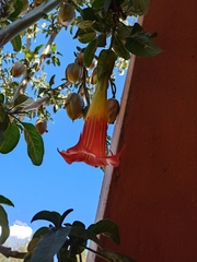 Brugmansia sanguinea