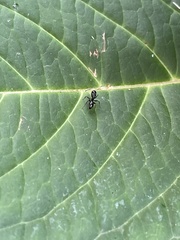 Myrmentoma