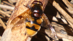 Volucella elegans